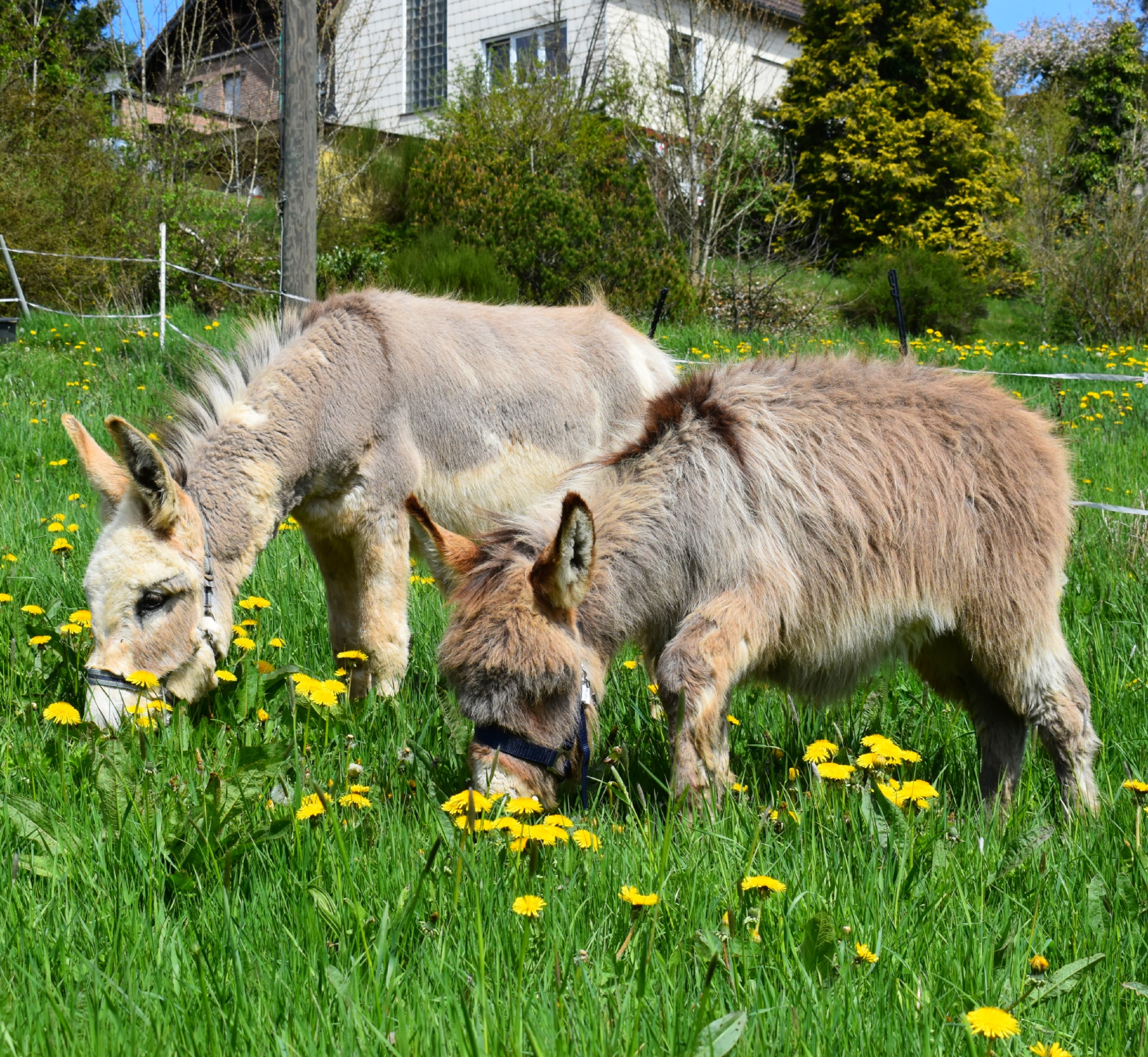 Esel Leo und Apollo 13