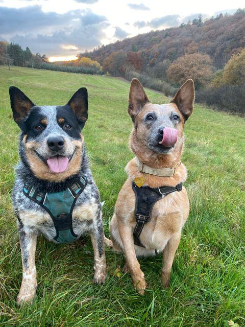 Die Hunde Danger und Motte auf der Wiese