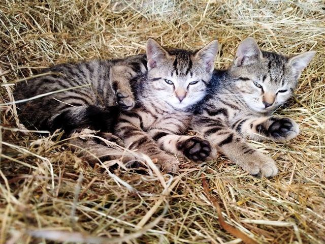 Katzen liegen im Heu