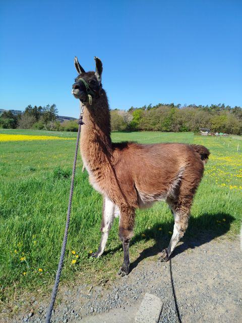 Das Lama Bruno auf der Wiese